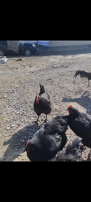Куры, петухи: Продаю | Петух | Для разведения — 6
