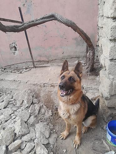 İtlər: Alman çoban iti, 3 il, Dişi, Ünvandan götürmə — 8