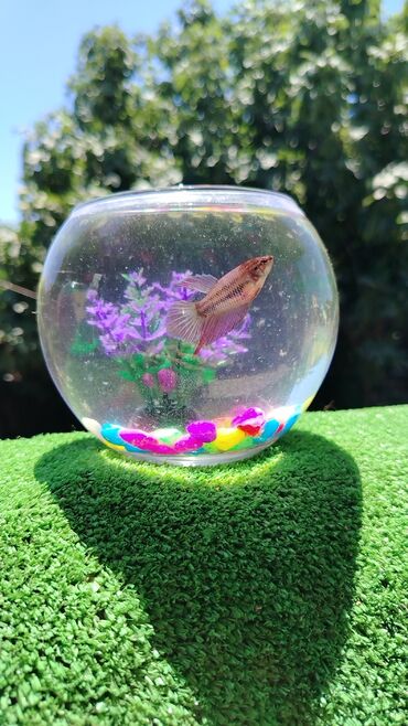 akvarium xırda balığı: Betta (Petuşok balığı), Ödənişli çatdırılma