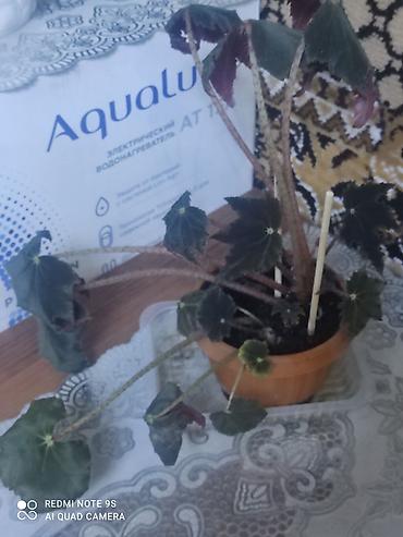 Другие товары для дома и сада: Продаю диффенбахии. Диффенбахия чистит воздух, помогая удалять из — 13