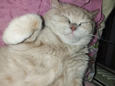 британская золотая шиншилла: Отдаем в хорошие руки🐾 любимого кота .Кот по имени