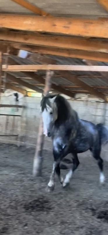 Лошади, кони: Продаю | Конь (самец) | Конный спорт | Племенные — 5