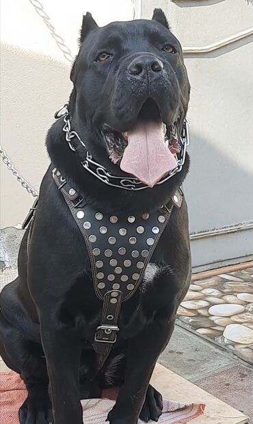 çao çao iti: Kane-Korso, 2 il, Erkek, Peyvəndli, Ünvandan götürmə
