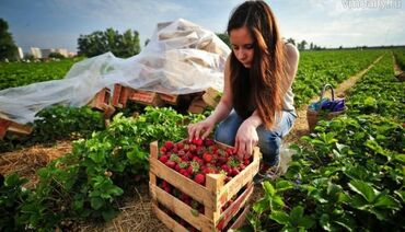 работа канада: Требуется Сборщик урожая, Оплата Еженедельно