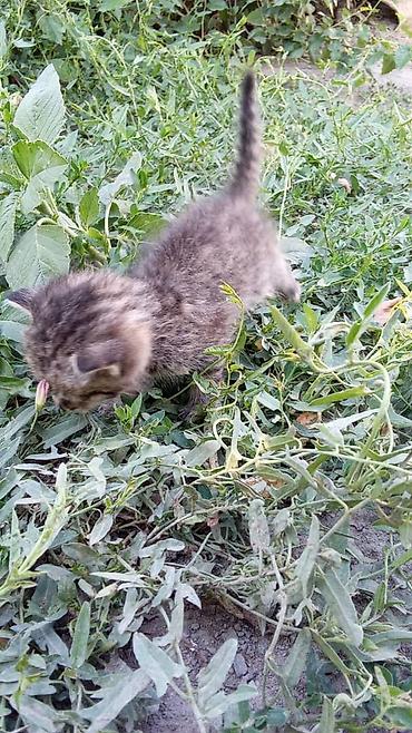 котята 1 месяц: Котята, короткошёрстные, домашние.

Описание: жакында туулган — 2