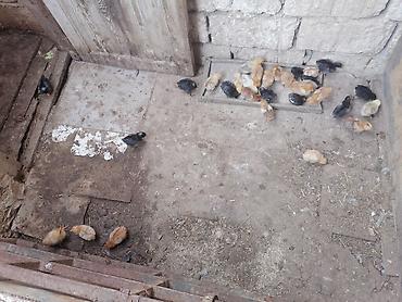 toyuq satisi: Сhicks, Для мяса, Самовывоз, Платная доставка — 1