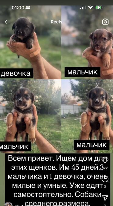 щенок лабрадора: Собака даром: 1 месяц, Самец