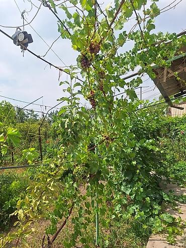 Продажа дач: Срочно продаётся 2-х комн. дачный дом с земельным участком 5 соток в — 6