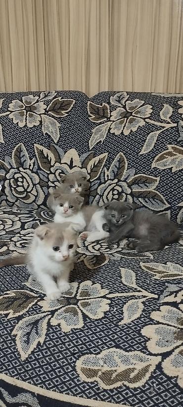котенок скотиш фолд: Котята с загнутыми ушками (тип «скоттиш-фолд» по внешности). Окрас: - — 2