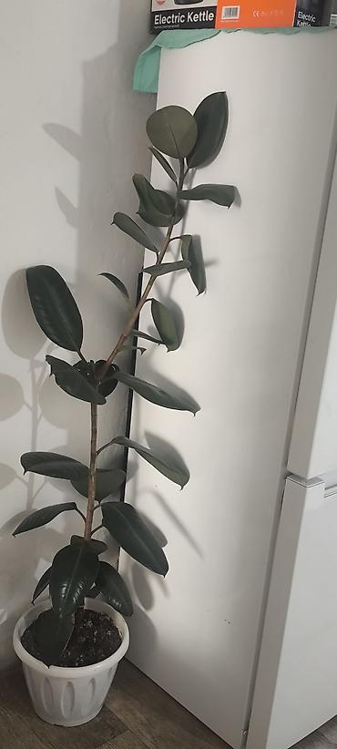 фикусы: Фикус эластика (Ficus elastica, «Каучуконосный»), комнатное дерево в — 2