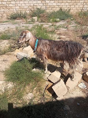 damazlıq heyvanların satışı: Dişi, il: 1, Damazlıq — 3