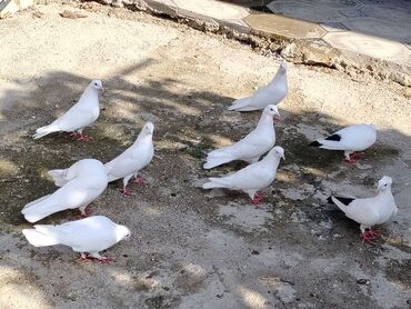 qus qovan: Cilpaq Aglar satilir hoptom. 8manatdan cut olanda var iclerinde 12 13