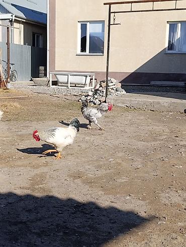 Куры, петухи: Продаю | Петух | Для разведения — 9