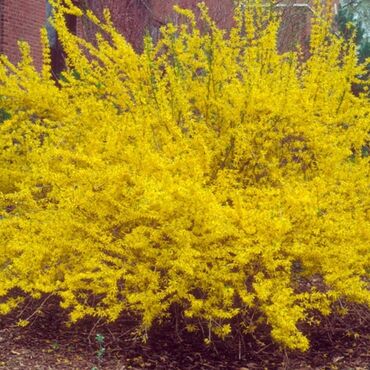 Toxumlar: Həyət gülleri. 90növ çesid var! — 29