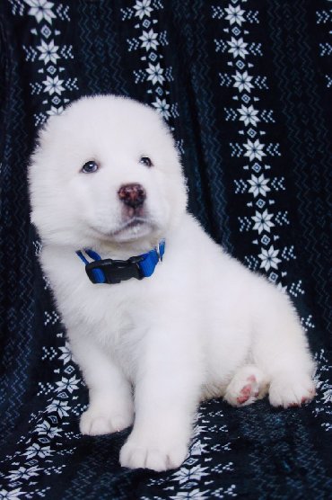 İtlər: Алабай (Alabay) Племенной питомник предлагает щенков среднеазиатской — 25