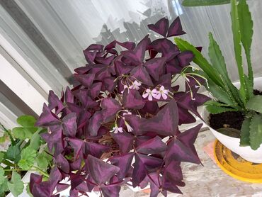 Otaq bitkiləri: 6-7azn aralığında dibçək gülləri satılır — 12