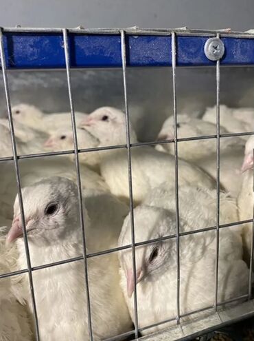 продам ячмень оптом: Продаю молодняк перепелки
скоро начнут нестись 
количество 50шт