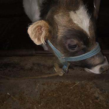 Коровы, быки: Продаю | Бык (самец) — 2