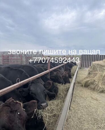Коровы, быки: Продаю | Корова (самка), Бык (самец) | Ангус, Герефорд, Голштин | Для молока