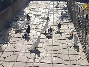 quşlar: Salam göyerçinler satılır hası eni quyrug. içinde bir bala var 19 — 6