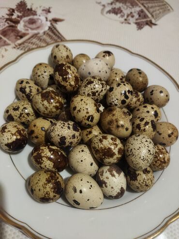 утинные яйца: Перепелиное яйцо. Пищевое