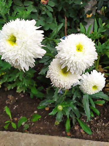 Другие садовые цветы и кустарники: Продаю уличные цветы многолетние оптом и в розницу. Дельфиниумы — 13