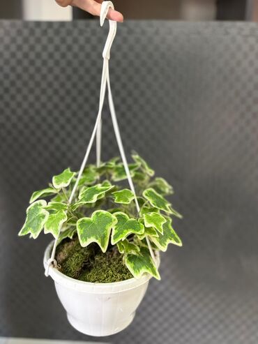 Otaq bitkiləri: Asma saksıda dekorativ yaşıl bitki - Ağ rəngli asma plastik saksı -da lalafo.az — 2 Otaq bitkiləri: Asma saksıda dekorativ yaşıl bitki - Ağ rəngli asma plastik saksı — 2