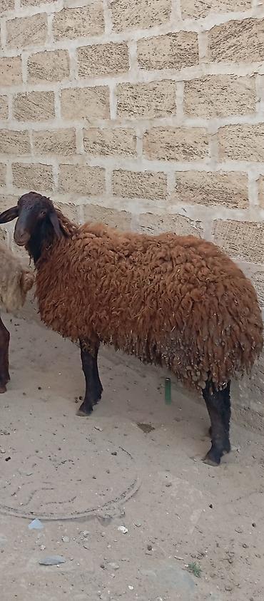 kirpi satisi: Salam ünvan Bakıin maştağa kendi obşi 5 baş heyvanlar 1 baş qoç 2 — 2