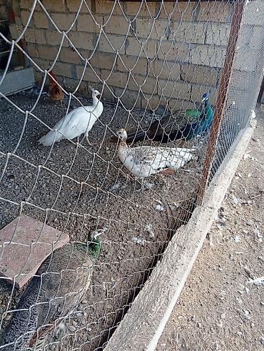 Павлины: Məhsul: Qızılquş (tovuz quşu) və digər dekorativ quşlar Təsvir: - — 2