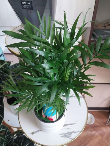 сколько стоит букет из мандаринов: В наличии Азалии очень пышные и шикарные650-900, розы 700с 🌸.Пальма