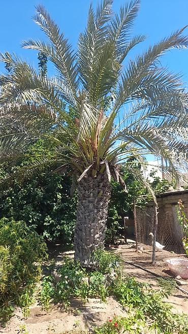 xurma palması: Xurmapalması (Phoenix dactylifera) – həyət və bağ sahələri üçün iri — 1