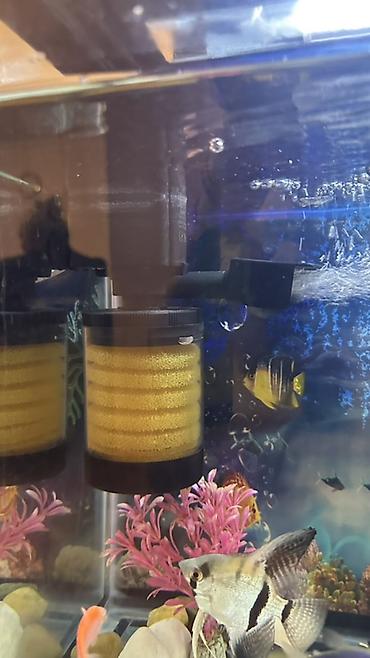 gence akvarium: Akvarium satılır. Ölçüləri şəkillərdə göstərildiyi kimi təxminən: - — 6