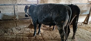 Коровы, быки: Продаю | Бык (самец) | Абердин-ангус | Для разведения | Искусственник