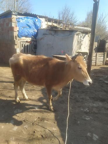 Dana, buzov: Dana, buzov — 13