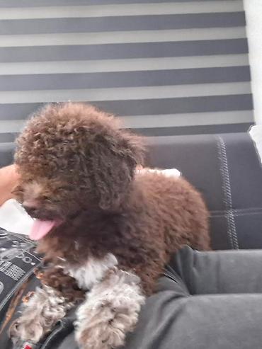 Psi: Lagotto Romagnolo – rezervacija stenaca Dostupno novo leglo pasa rase — 10