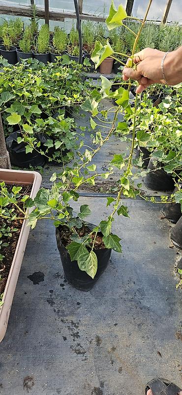 sarmaşıq: Hedera helix (Plyuş sarmaşığı) sürətlə yayılaraq səthləri bürüyən — 6