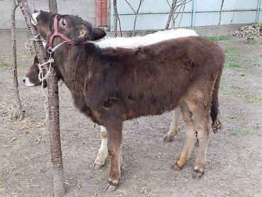 Коровы, быки: Продаю | Корова (самка) | Алатауская — 10