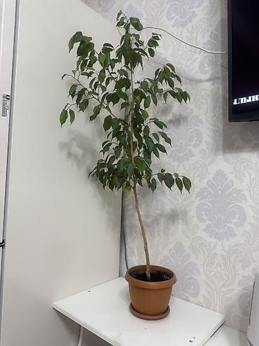 Азык-түлүктөр: Үй жана бакча үчүн башка товарлар — 1