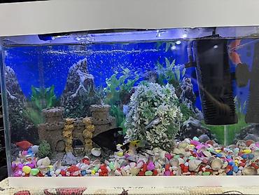 akvarium işığı: 10 l Akvaryum dəsti balıglarla bırge satılır - Şüşə akvaryum, üstü — 1