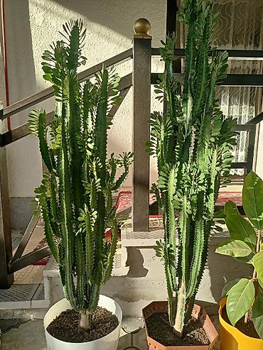 Молочайлар: 120см 130см Эуфорбия треугольная (Euphorbia trigona), крупные — 1