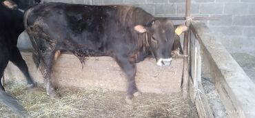 Коровы, быки: Продаю | Бык (самец) | Алатауская, Швицкая | На откорм, На забой | Искусственник