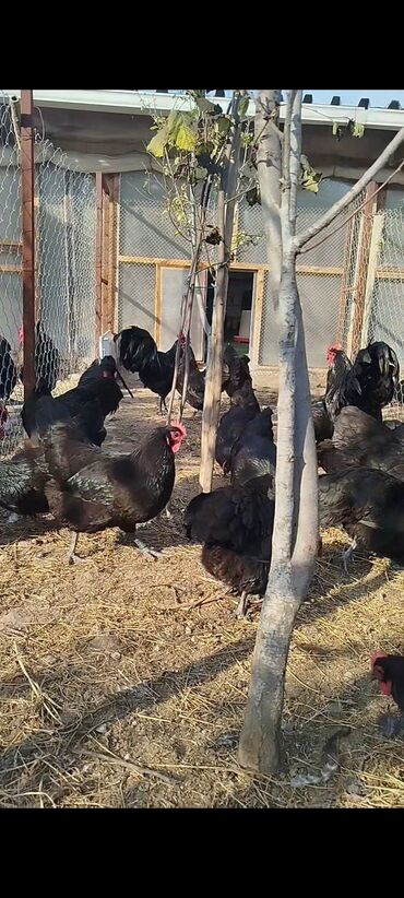 Digər quşlar: Alman cinsi australorp cücə və yumurta sifarişi qəbul olunur. bütün — 12