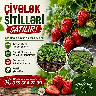 gilas tumu çıxaran: Murano çiyələk stilləri satılır çox məhsuldar sortdu qiymət 20qəpik — 1