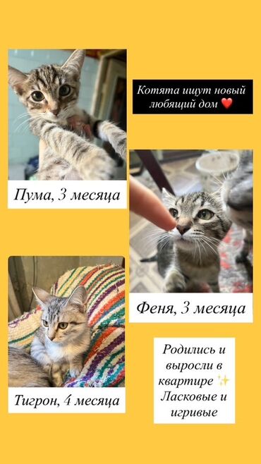 сеператор для биогумуса: Котята ищут новый любящий дом 💕 Очень игривые и ласковые. Отдаем