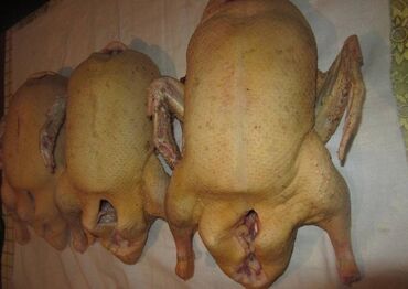 продаю петухов: Куплю уток оптом тушками просьба писать на Вацап