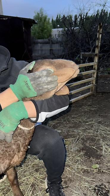 Баран, овца: Продаю | Овца (самка), Ягненок, Баран (самец) | Арашан | Для разведения — 2