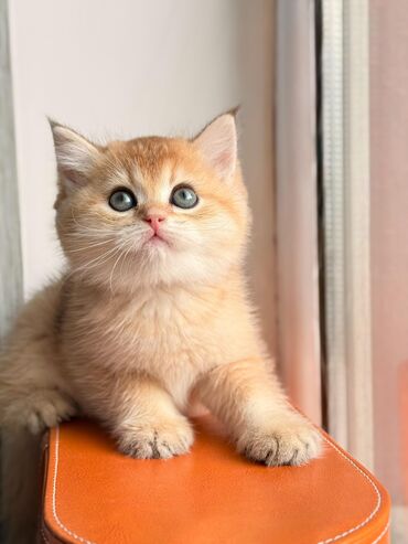 Pişiklər: Britan yastı qulaq, Erkək, Dişi, Yaxşı əllərə, Ünvandan götürmə, Pulsuz çatdırılma, Ödənişli çatdırılma — 18