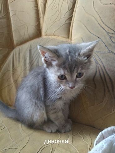 где можно купить кошку: Милые котята ищут тёплый дом и любящую семью! Возраст примерно 2