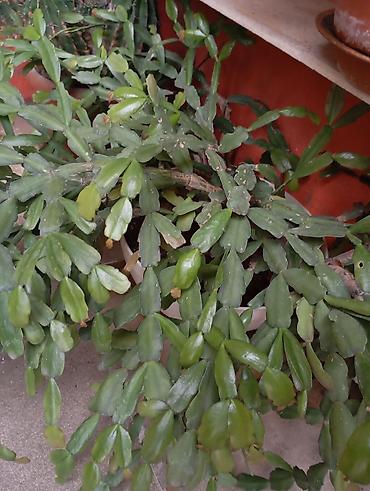 kaktüs: Məhsul: Schlumbergera (Dekabr kaktusu, Ziqokaktus) – asılan — 2