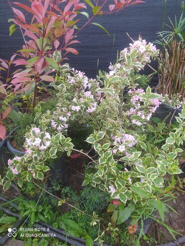 Şitillər: Qazon landşaft #qazon #torf #torf250litrlik Ekolayf #ekolayf balaken — 5